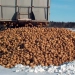 P.E.I. potato exports