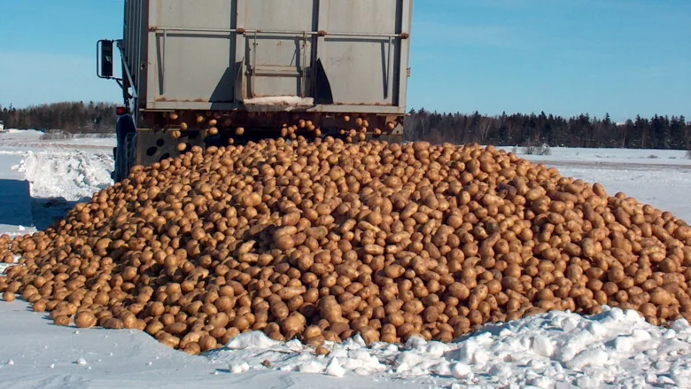 P.E.I. potato exports