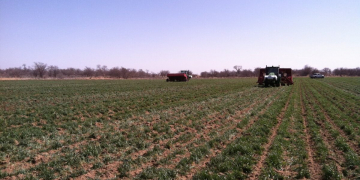 Cover cropsplay important rolein resilient agriculture