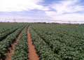 center pivot potato