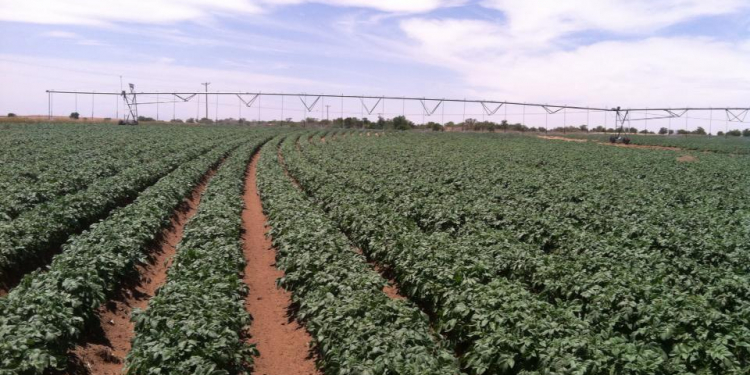 center pivot potato