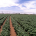 center pivot potato