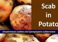 soil control of potato scab