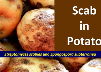 soil control of potato scab