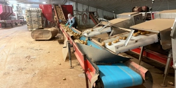 P.E.I. processing potatoes heading to Alberta french fry plant