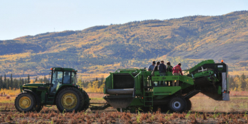 Mackenzie-Grieve:Canada’s most northerncommercial potato producer