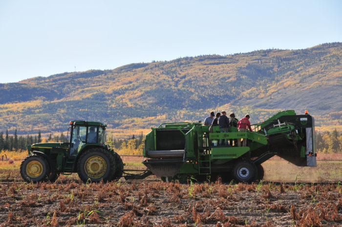 Mackenzie-Grieve:Canada’s most northerncommercial potato producer