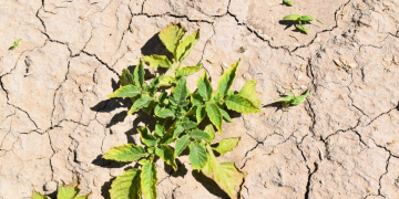 Herbicides: crops in rotationwith potatoes & long-term danger