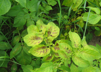 potato nutrient deficiency soil