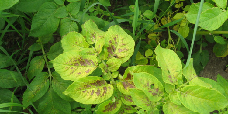 potato nutrient deficiency soil