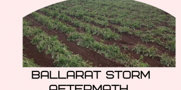 AUSVEG working with potato growers to monitor Ballarat storm aftermath