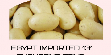 Egypt imported 131 thousand tons of seed potato and 25 thousand tons of potato products (French Fries and Chips)