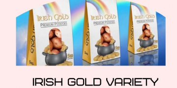 UK Potato Growers’ New Gold Fever – Irish Gold Variety