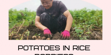 China: Potatoes in rice paddies?