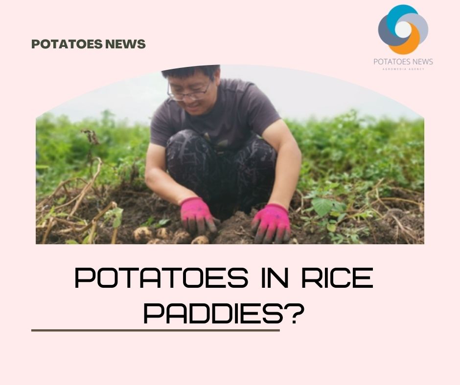 Potatoes in rice paddies