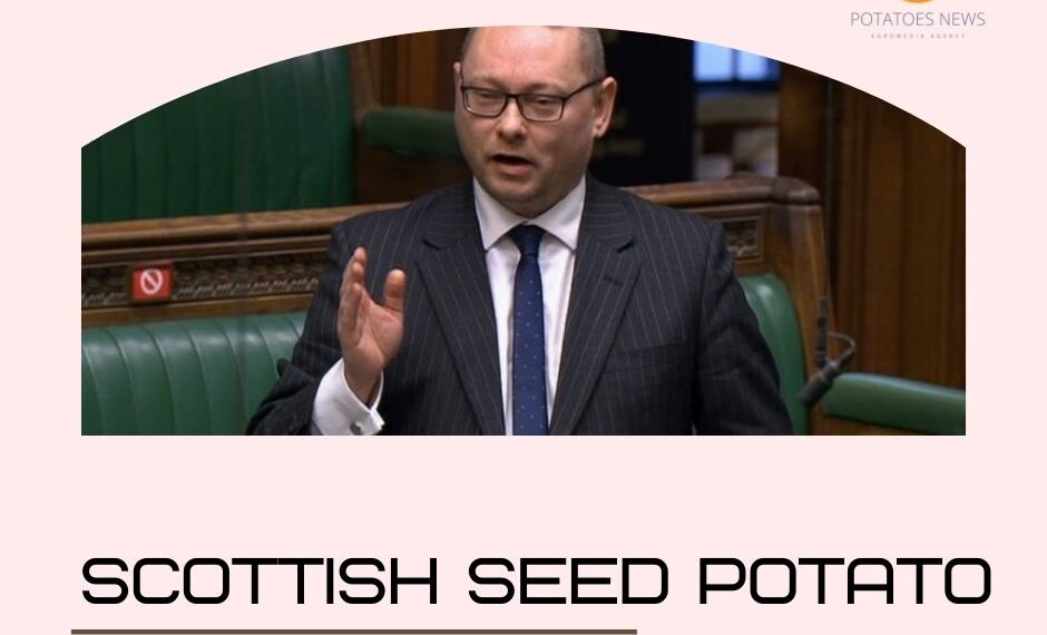 Scottish seed potato