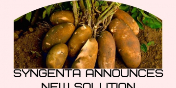 Syngenta announces new solution to preserve quality of potatoes in storage