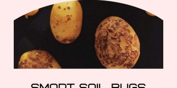 Smart soil bugs offer farmers an ecofriendly route to controlling diseases such as potato scab