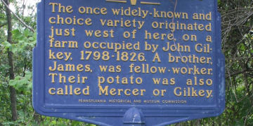 Potato varieties – a bit of history