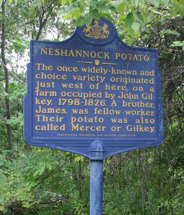 Potato varieties - a bit of history 6 Potato varieties – a bit of history