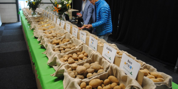 Potato varieties: a bit of history – part 1 and 2