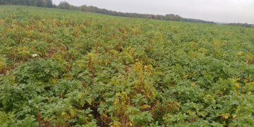 Root lesion nematode on potatoes