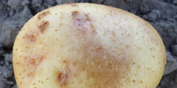 Potato Pink Eye a disorder growers need to watch out for