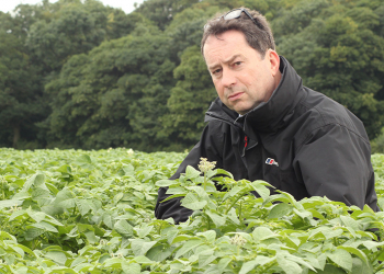 nematodes potatoes trap crop