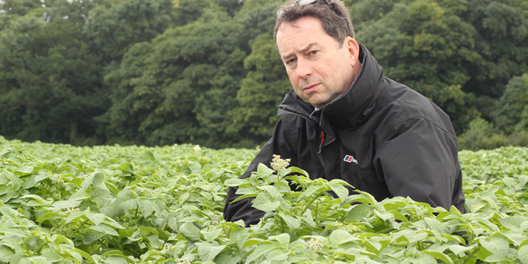 nematodes potatoes trap crop