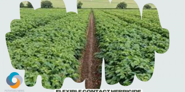 Flexible contact herbicide provides a clean start in potato crops