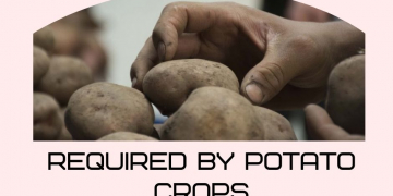 Models would help estimate nutrients required by potato crops