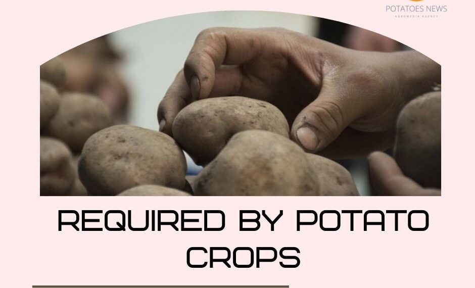 Models would help estimate nutrients required by potato crops