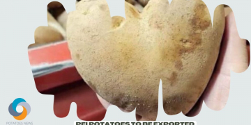 Green Light for PEI Potatoes to be Exported to Puerto Rico