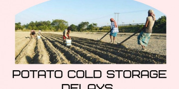 Potato Cold Storage Delays Due to Late Harvest in India
