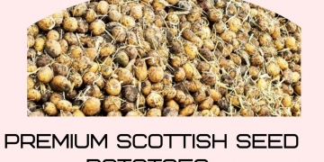 Premium Scottish Seed Potatoes have Reportedly Been Rejected by Egypt