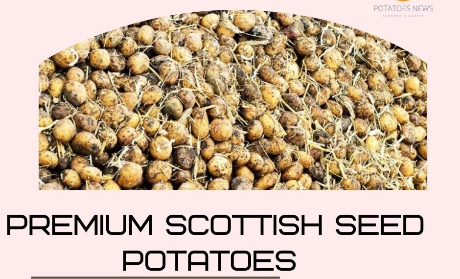 Premium Scottish Seed Potatoes