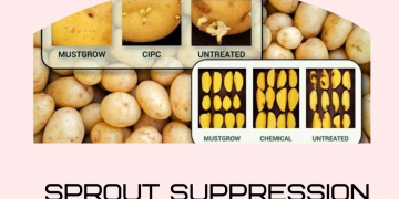 Mustard Plant-based Technology for Spud Disease Control and Sprout Suppression