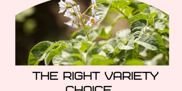 The Right Variety Choice with the Robustness Index