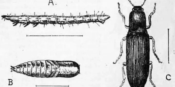 Field lab on wire worm