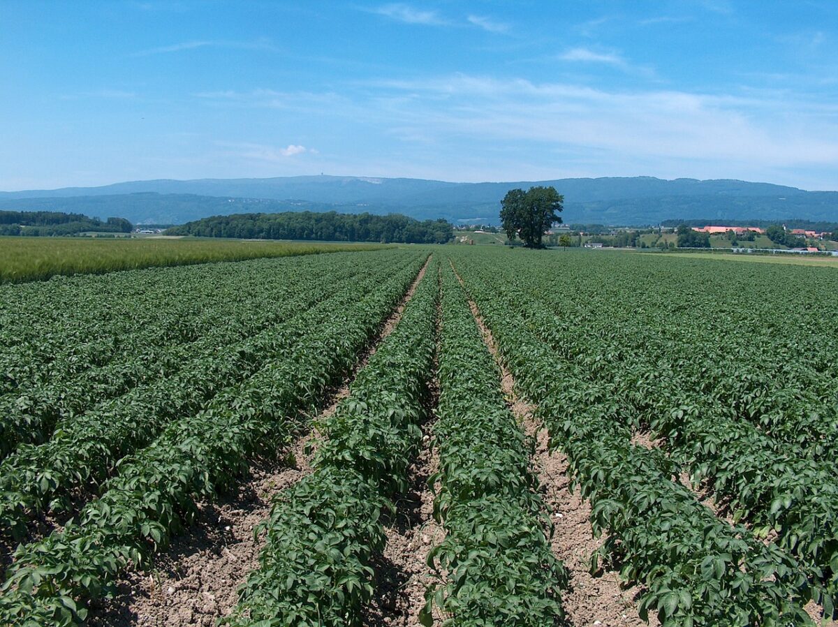 3. Farm management & crop techniques