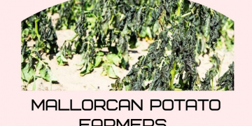 Mallorcan Potato Farmers Saved Their Crops