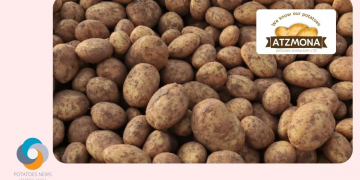 Atzmona Foresees Earlier-than-Usual Demand for Potatoes in Europe Following Rainy Summer