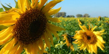 Potato processors looking for palm oil: “sunflower oil will run out within three weeks”