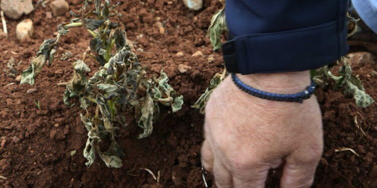 Potatoes in Cyprus - frosts