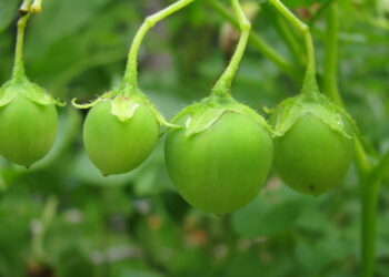 true potato seeds