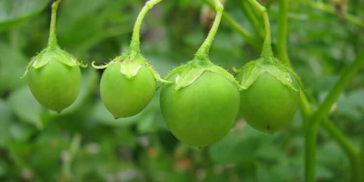 true potato seeds