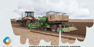 Updated information on in-furrow application of Amistar during potato planting