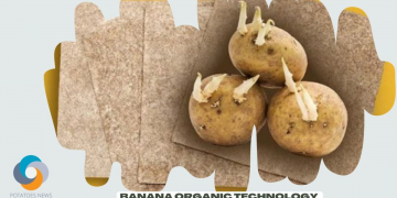 Banana Organic Technology to Protect Spuds from PCN