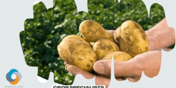 Crop specialists: This ‘cool pest prediction tool’ comes in handy for potato growers