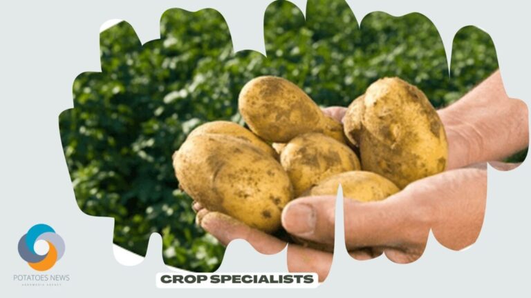Crop specialists: This ‘cool pest prediction tool’ comes in handy for potato growers 47 Crop specialists: This ‘cool pest prediction tool’ comes in handy for potato growers